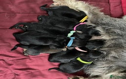 Toy Poodle dogs for stud: PRA Clear,Kc reg,proven toy poodle in Manchester - Image 16