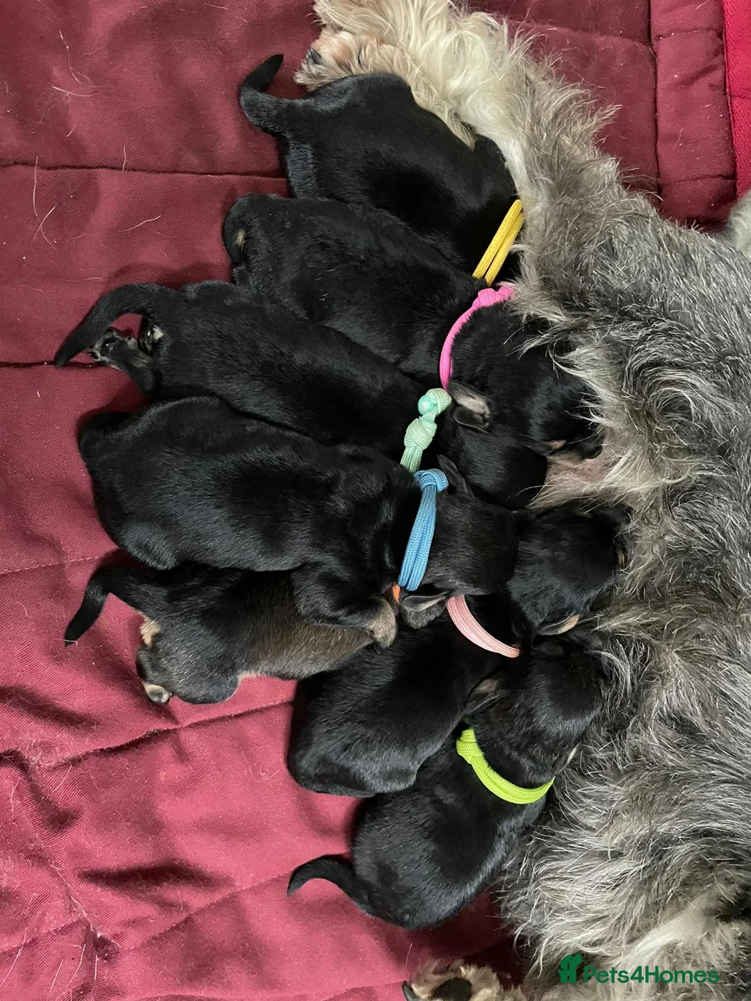 Toy Poodle dogs for stud: PRA Clear,Kc reg,proven toy poodle in Manchester - Advert 16