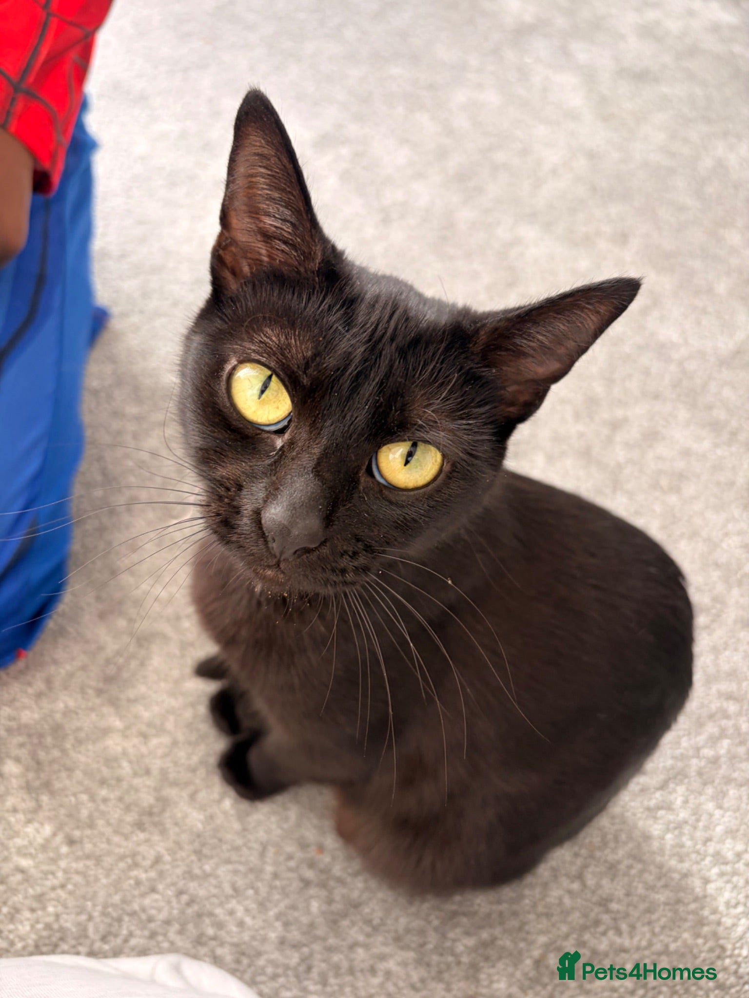Bombay cats Beautiful cats looking for a new loving home - Advert 6