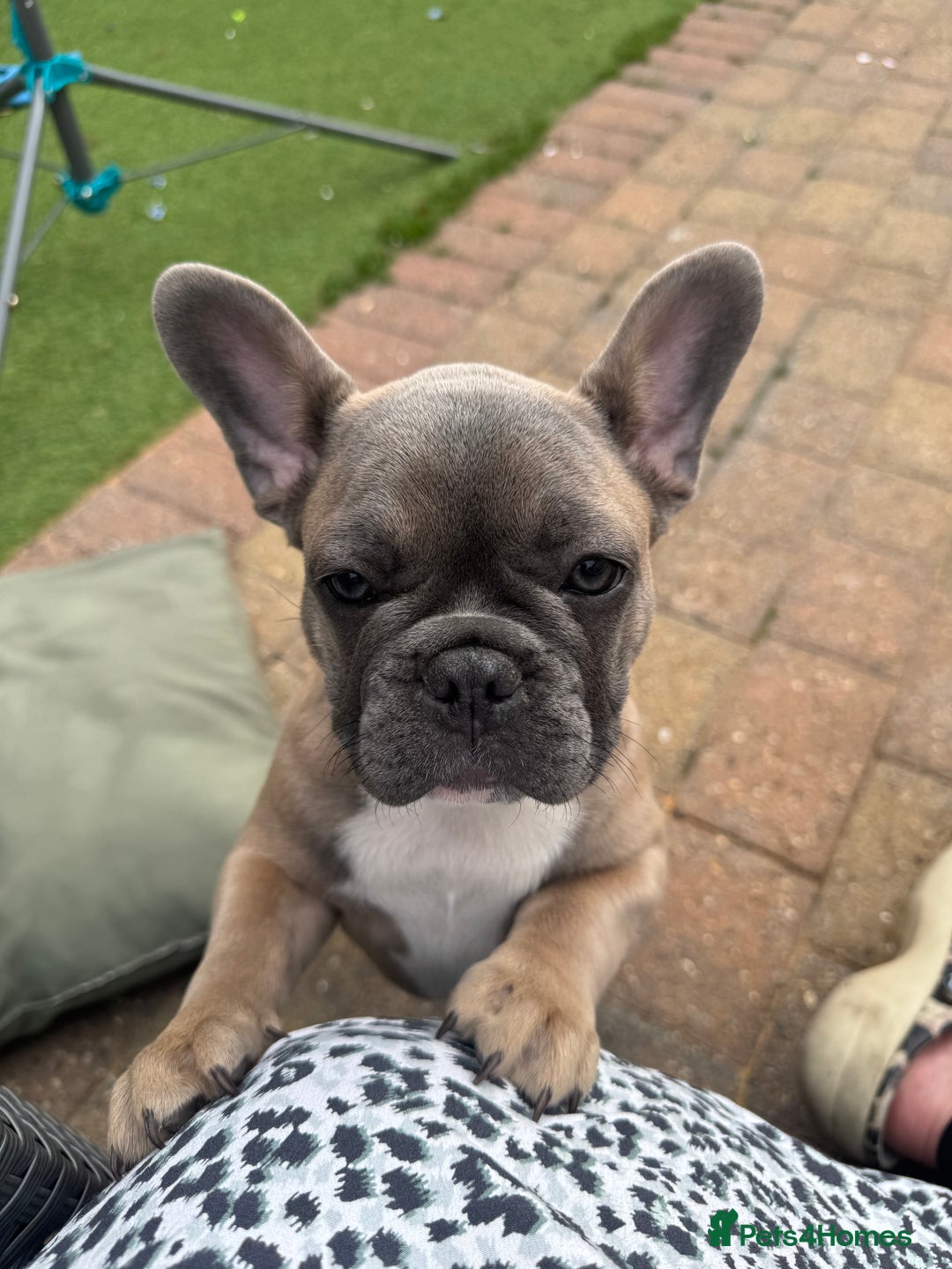 French Bulldog dogs for sale: NOW REDUCED, final 2 KC reg frenchies in Sheffield - Image 12