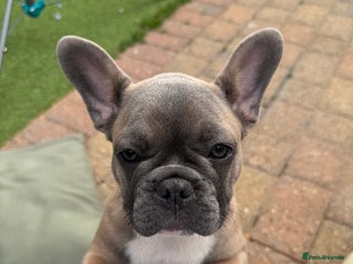 French Bulldog dogs in Sheffield - Advert 26