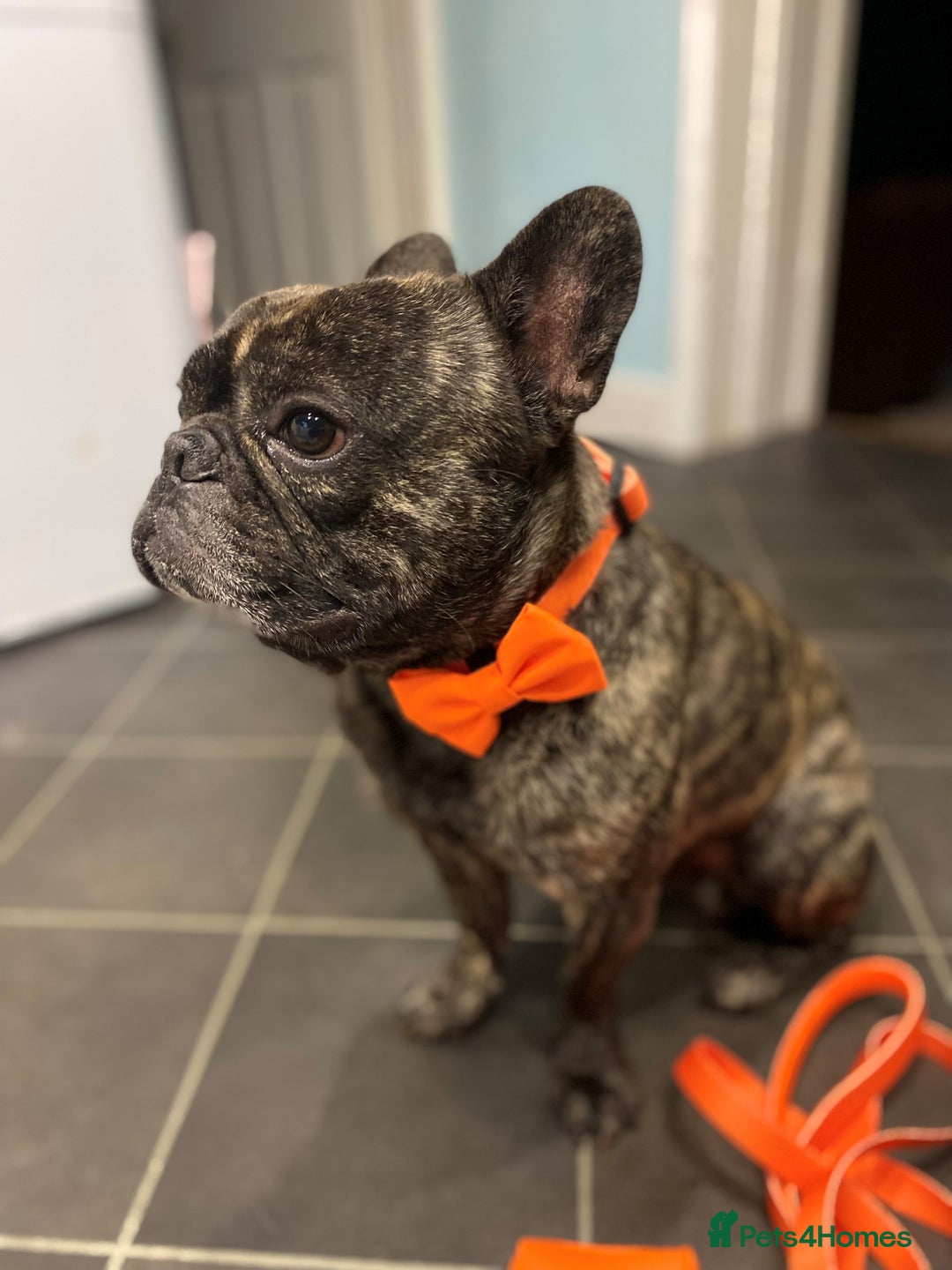 French Bulldog dogs for stud: STUD - Sebastian beautiful boy available for STUD - Advert 5