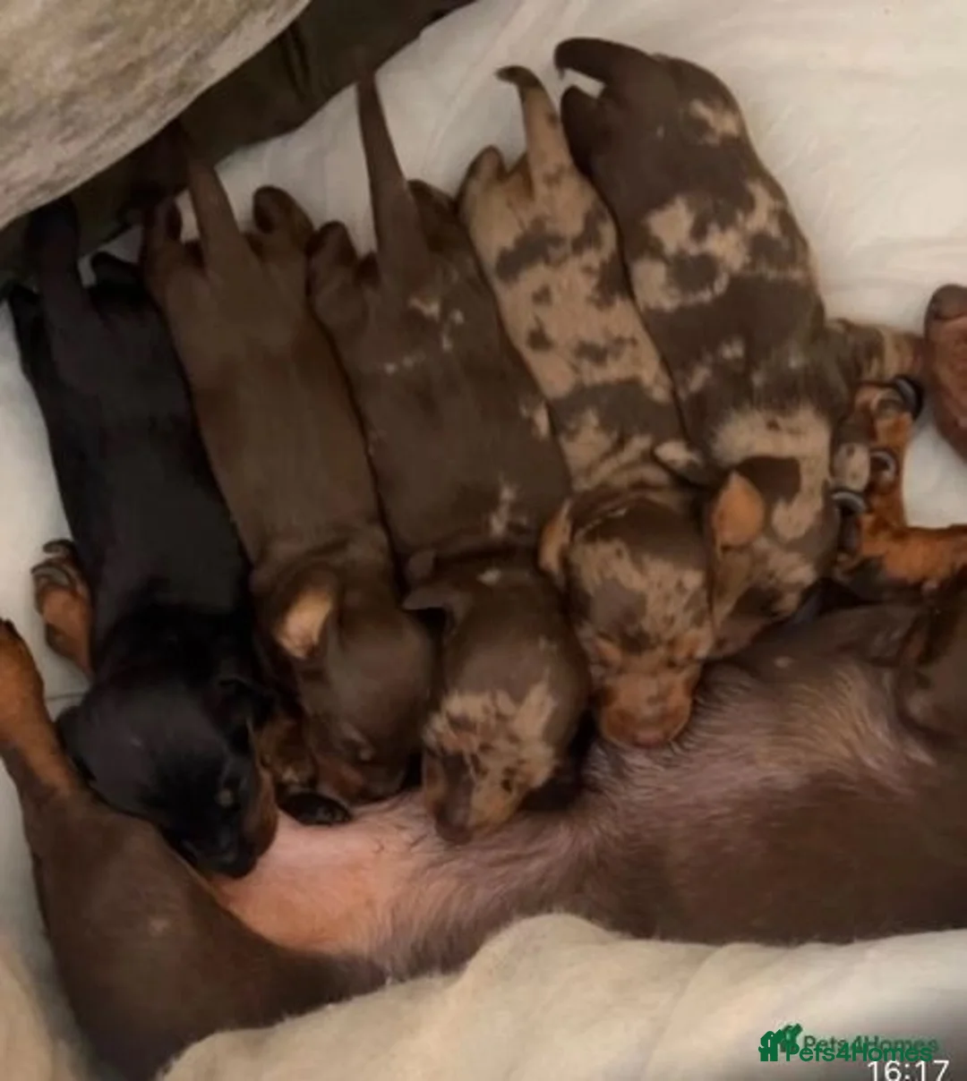 Miniature Dachshund dogs for stud:  Handsome Silver Dapple in Brecon - Advert 18