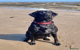 Mixed Breed dogs for sale: Shepadors  - Image 3