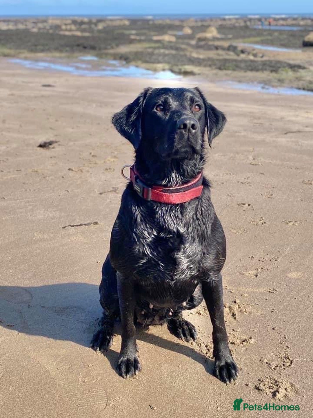 Mixed Breed dogs for sale: Shepadors  - Image 3