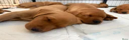 Labrador Retriever dogs for sale: KC REGISTERED FOX RED LABRADOR  - Advert 2