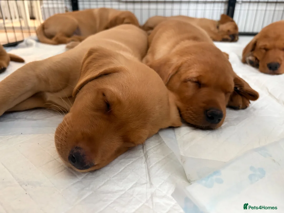 Labrador Retriever dogs for sale: KC REGISTERED FOX RED LABRADOR  - Advert 2