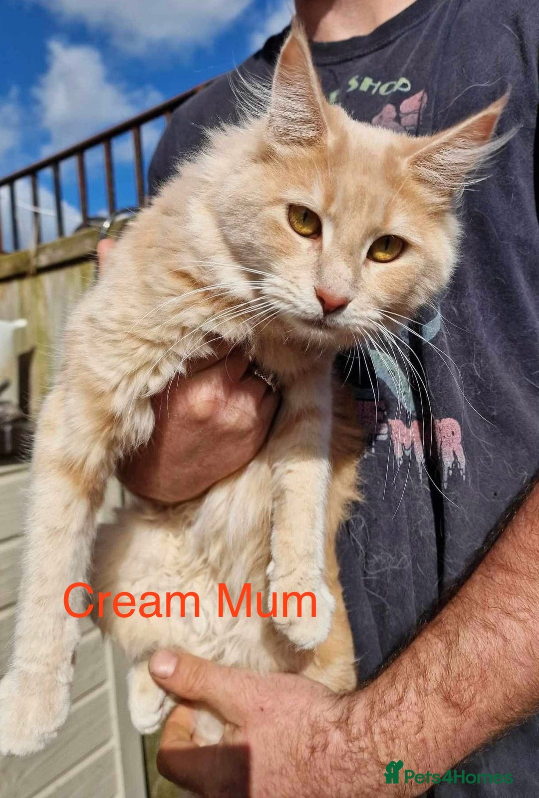 Maine Coon cats for sale: Maine Coon Kittens. Vaccinated. READY NOW  - Image 7