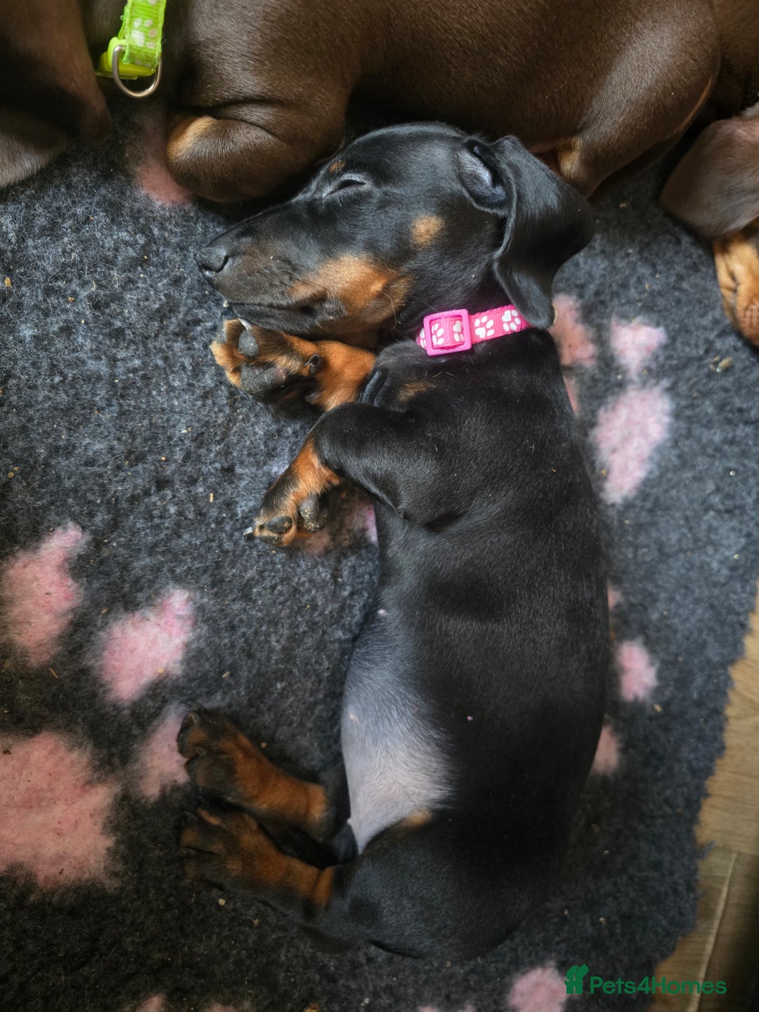 Miniature Dachshund dogs for sale: Minature Dachshund Puppy - Image 9