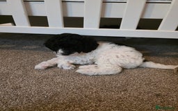 Cockapoo dogs for sale: Cockapoo cross mini poodle female last one  - Image 2