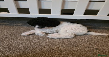 Cockapoo dogs - Advert 9