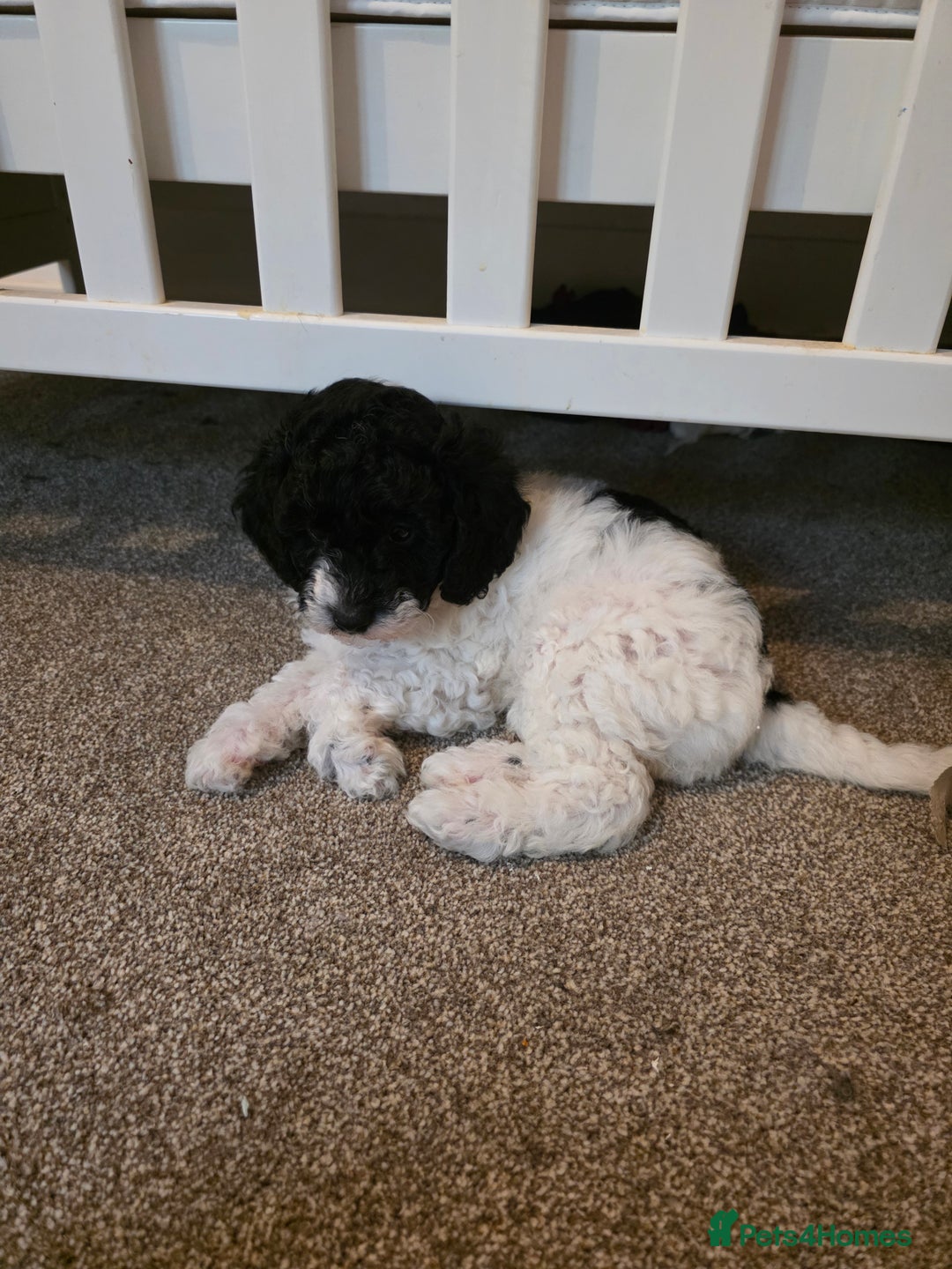 Cockapoo dogs for sale: Cockapoo cross mini poodle female last one  - Image 2