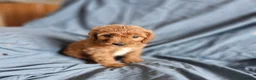 Cavapoo dogs for sale: Cavapoo puppies  - Advert 9