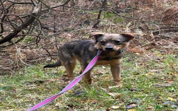 Mixed Breed dogs for adoption: Justice - Norwich Norfolk  in Norwich - Image 16