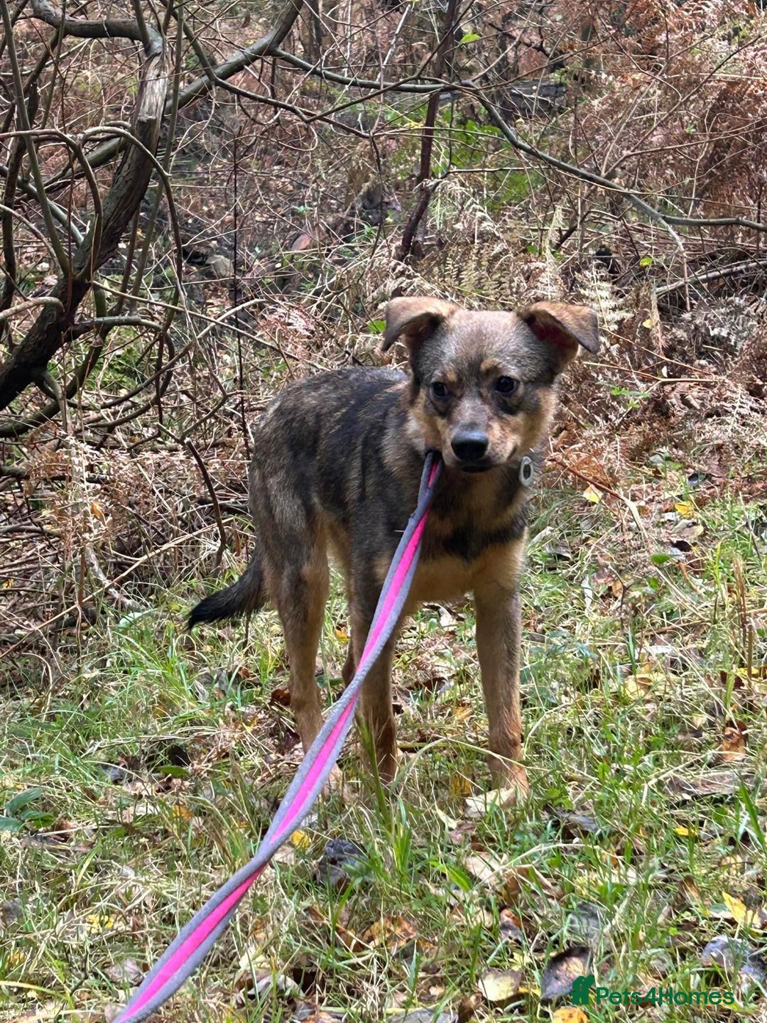 Mixed Breed dogs for adoption: Justice - Norwich Norfolk  in Norwich - Image 16