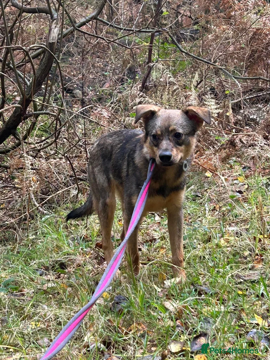 Mixed Breed dogs for adoption: Justice - Norwich Norfolk  in Norwich - Advert 16