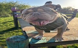 English Bulldog dogs for sale: Lilac & Tan English Bulldog 3 Yr Old MALE - Image 1