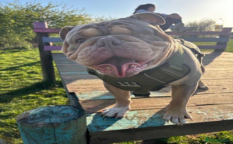English Bulldog dogs - Advert 1