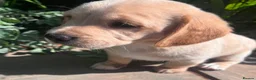 Mixed Breed dogs for sale: Cavachon - Fox Red Labrador - Rare F1 Cavador - Advert 22