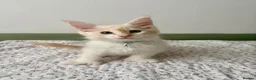 Maine Coon cats for sale: Polydactyl Full Maine Coon Kittens - Advert 13