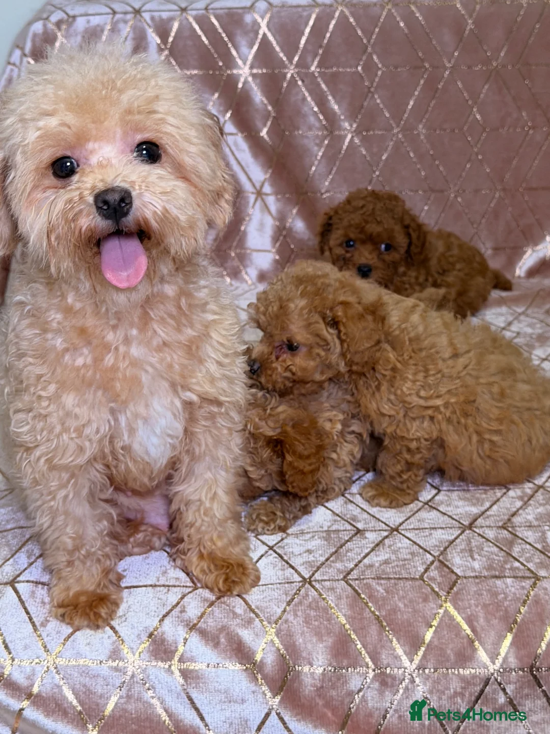 Maltipoo dogs for sale: ⭐️F1B Maltipoo⭐️Exceptional bloodline - Advert 2