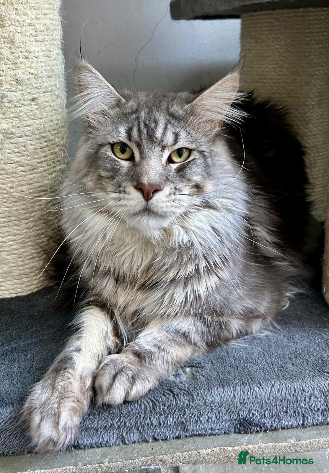 Maine Coon cats TICA ACTIVE MAINE COON STUD - Advert 12