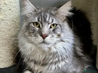 Maine Coon cats TICA ACTIVE MAINE COON STUD - Advert 12