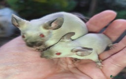 Mouse rodents for sale: Siamese, satin and black female mice  - Image 9