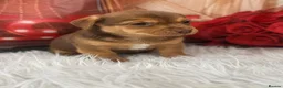 Jack Russell dogs for sale: 💙 Ready now- Beautiful Jack Russell Boys 💙 - Advert 3