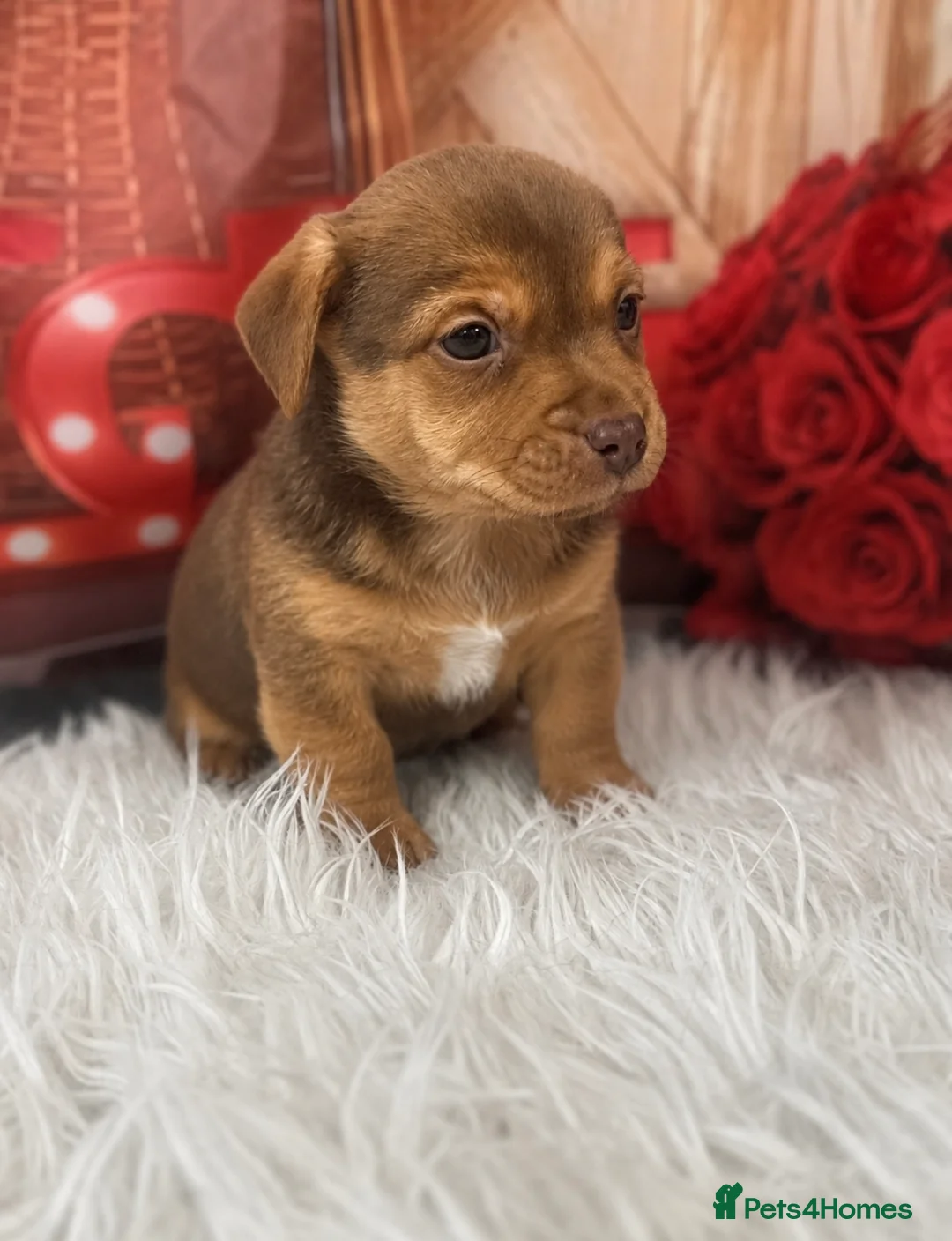Jack Russell dogs for sale: 💙 Ready now- Beautiful Jack Russell Boys 💙 - Advert 3