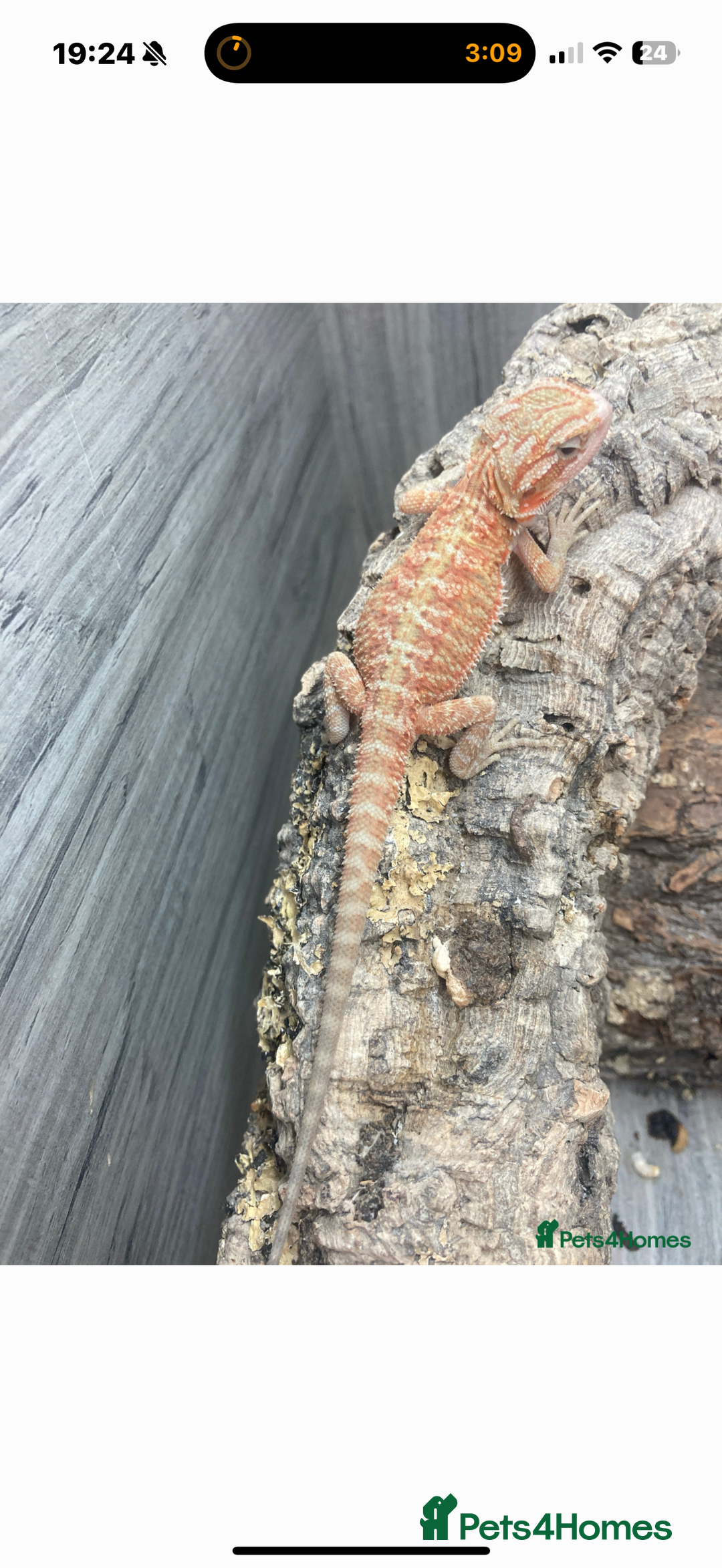 Bearded Dragon reptiles for sale: Full set up and two juvenile bearded dragons  - Advert 5