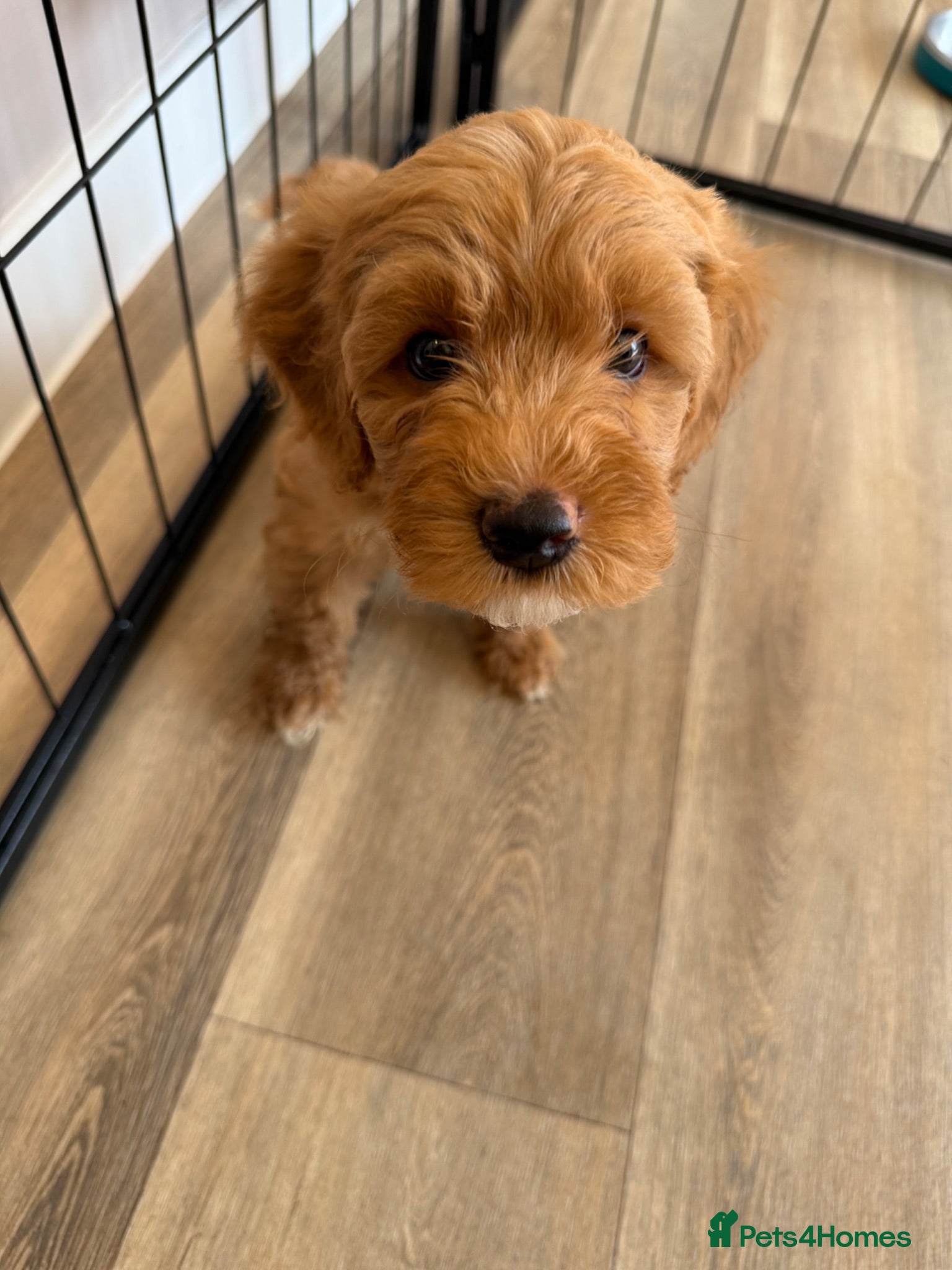 Australian Labradoodle dogs Multigenerational Australian Labradoodle puppies - Advert 15