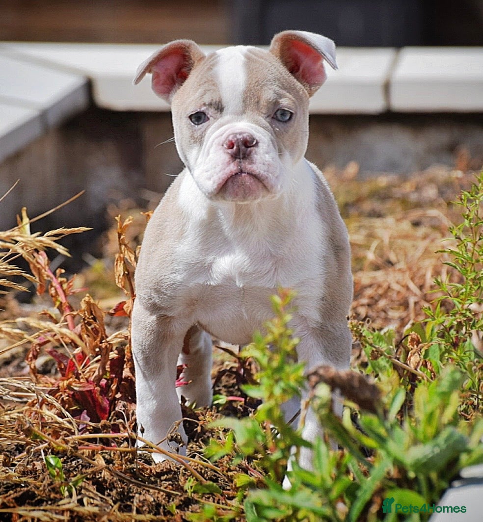 Old Tyme Bulldog dogs 23 YEARS, EXPERIENCE, 5 STAR RATED, LICENSED - Advert 1