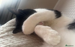 Domestic Shorthair cats for sale: FREE to good and clean home.  - Image 4