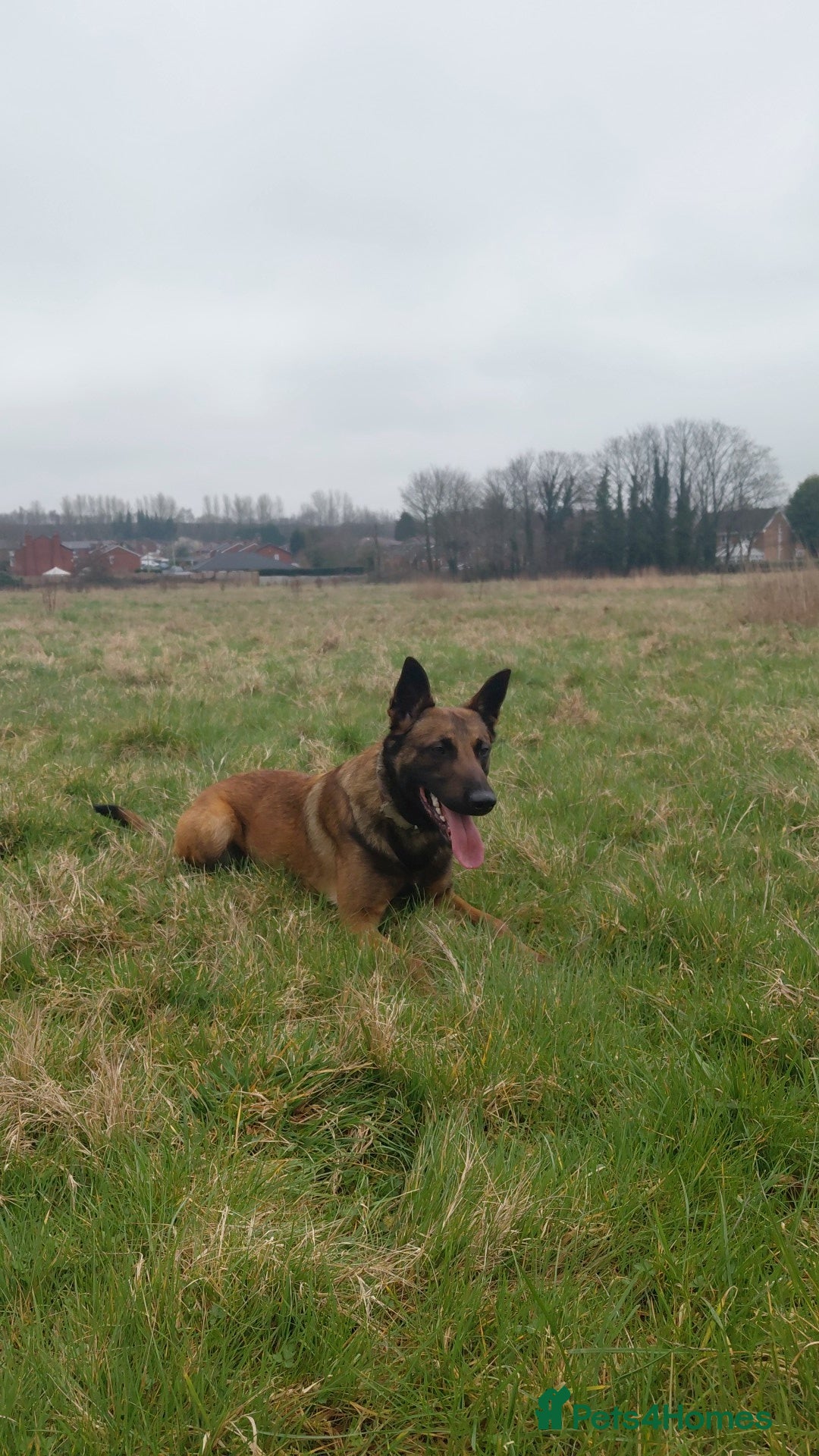 Belgian Shepherd Dog dogs Zeus  in Wigan - Advert 2