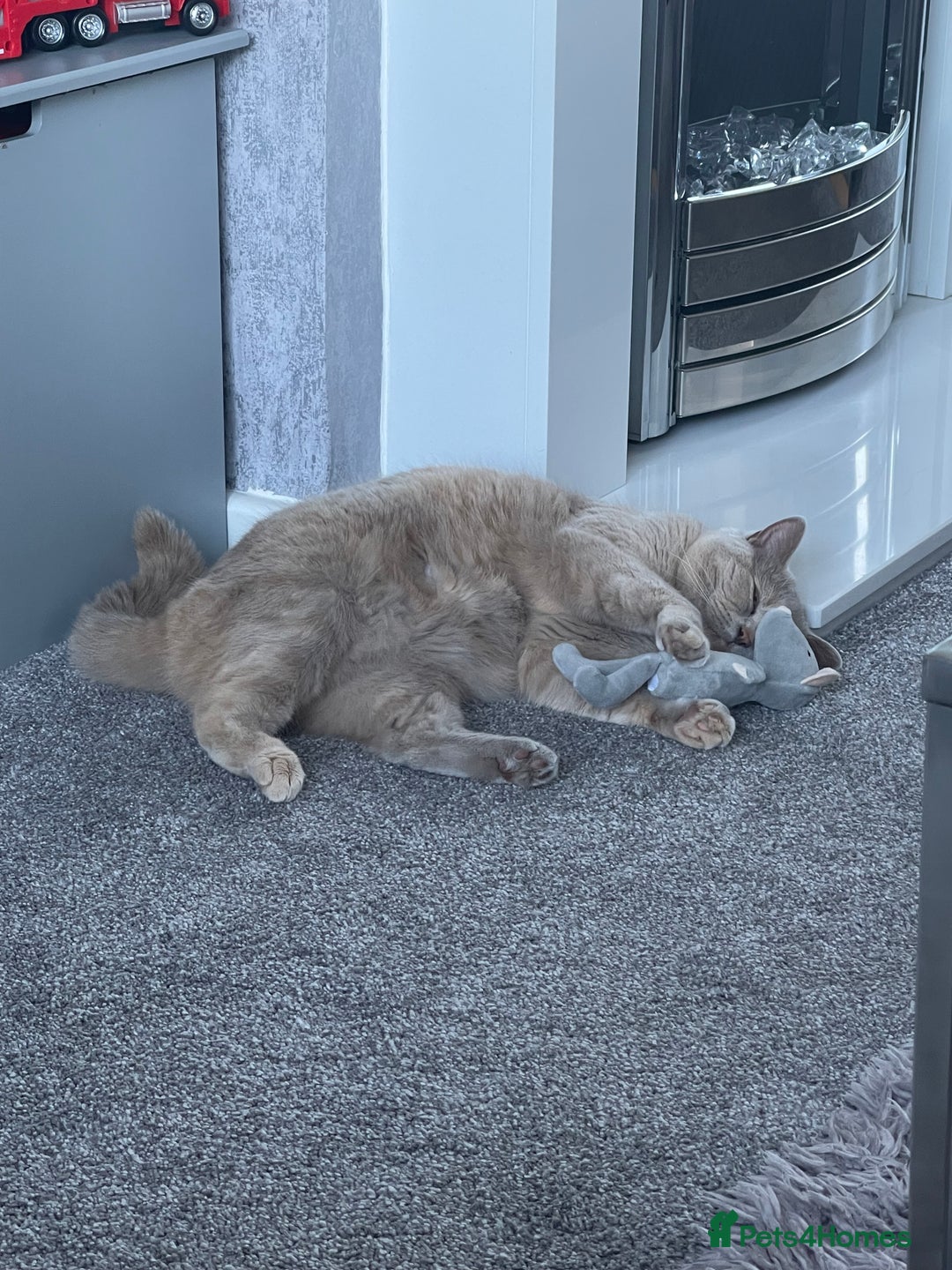 British Shorthair cats for sale: Beautiful British Shorthair - Advert 7