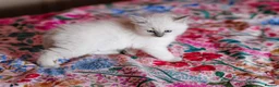 Ragdoll cats for sale: Beautiful Ragdoll Kittens – Male & Female - Advert 8