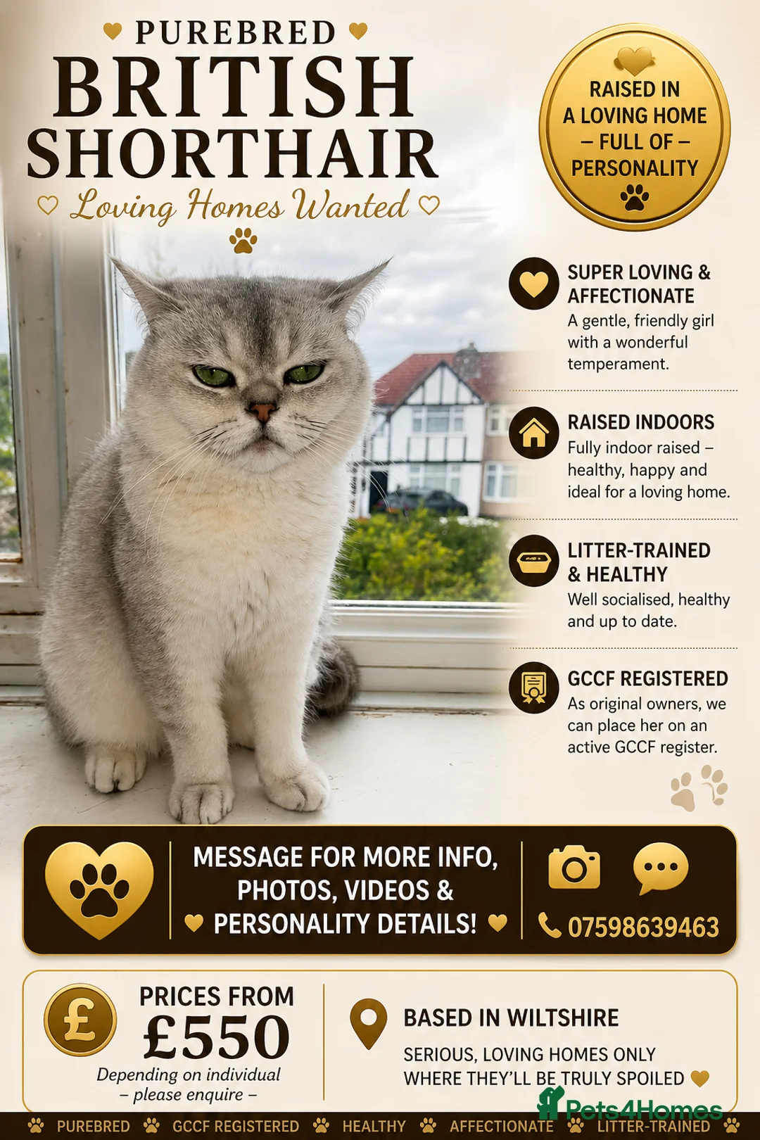 British Shorthair cats for sale: British Shorthair Cats – Retired & Young Adults in Salisbury - Advert 2