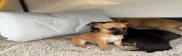 Mixed Breed dogs for sale: Jack Russell Cross Chorkie Puppies - Advert 14
