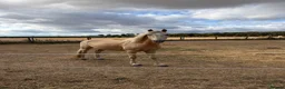 Palomino horses for sale: Gorgeous Gucci  in Bridgnorth - Advert 3