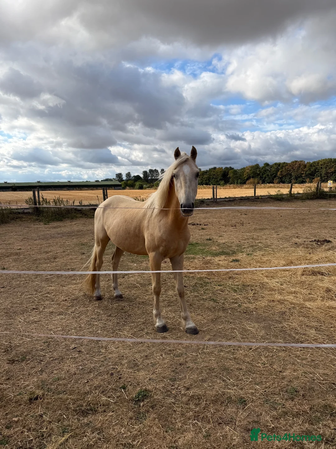 Palomino horses for sale: Gorgeous Gucci  in Bridgnorth - Advert 3