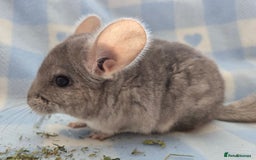 Chinchilla rodents for sale: Young adult and baby chinchillas RPA/RPAC - Image 4