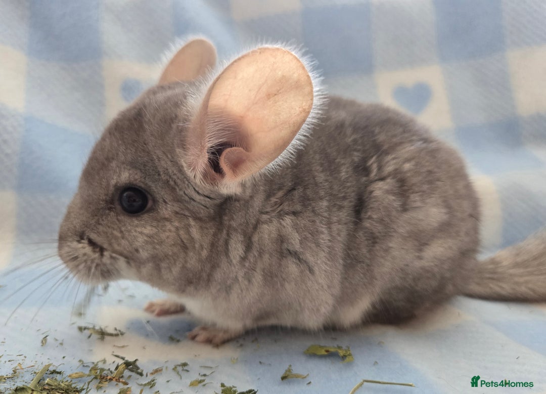 Chinchilla rodents for sale: Young adult and baby chinchillas RPA/RPAC - Image 4