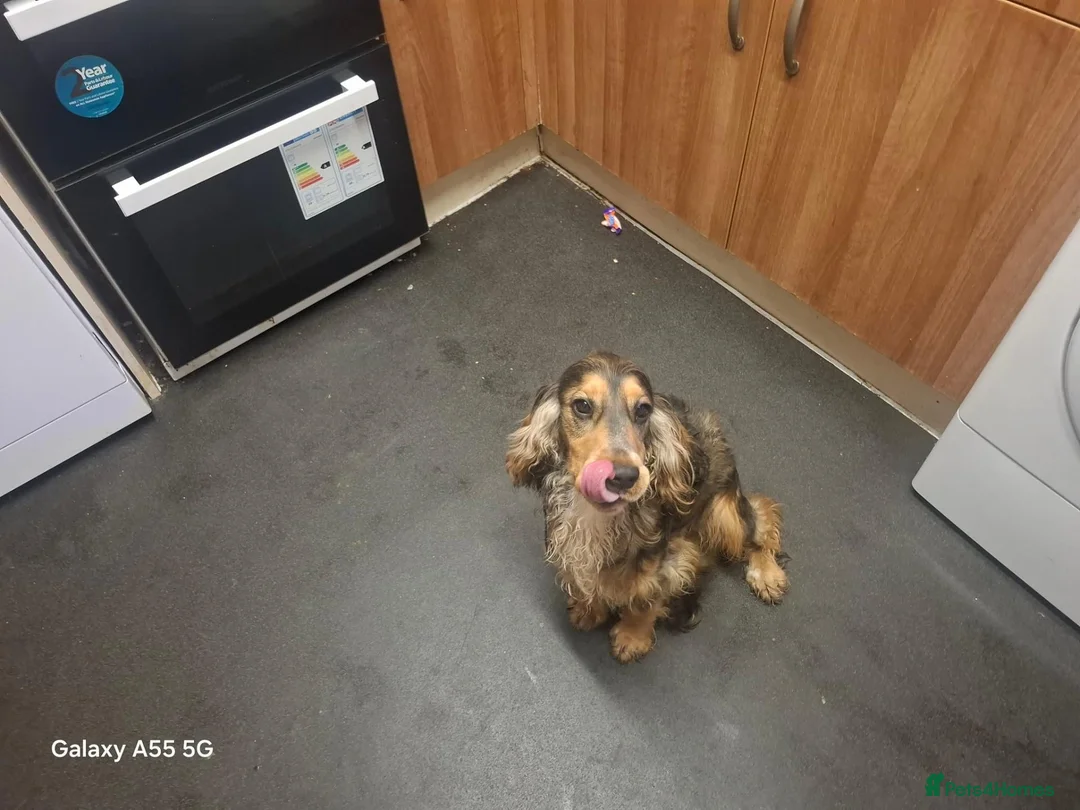 Cocker Spaniel dogs for sale: Show cocker spaniel  in Southampton - Advert 2
