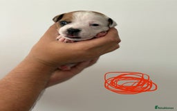 Staffordshire Bull Terrier dogs for sale: KC Staffordshire bull terriers 🧡🧡🏆🩸 REDS  - Image 26