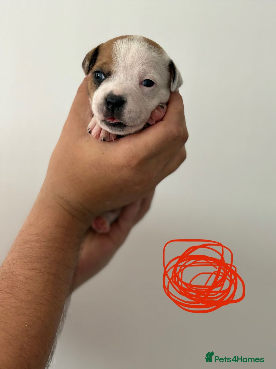 Staffordshire Bull Terrier dogs for sale: KC Staffordshire bull terriers 🧡🧡🏆🩸 REDS  - Image 26