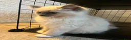 Ragdoll cats for sale: Blue Tortie Point Mitted Ragdoll Kittens - Advert 7