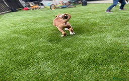 Boxer dogs for sale: A Second Chance for a Gentle Boxer - Advert 14