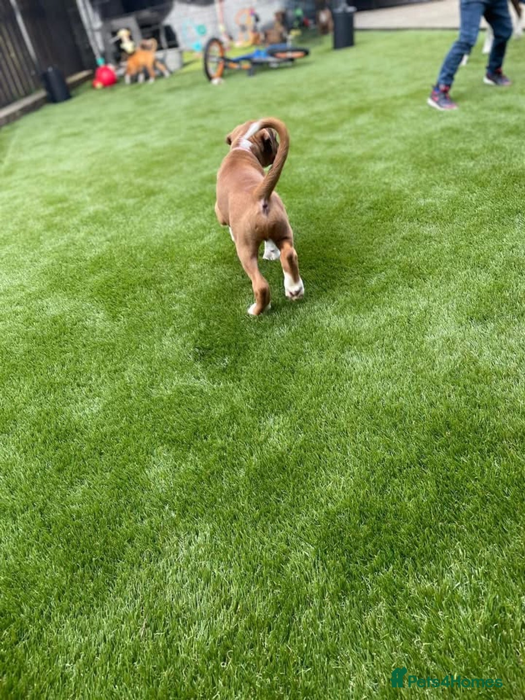 Boxer dogs for sale: A Second Chance for a Gentle Boxer - Advert 14