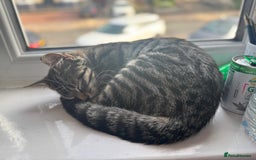British Shorthair cats for sale: 🐾 Adorable Kittens Looking for  Home! 🐾 - Image 2
